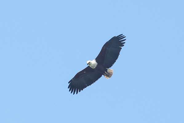 African Fish Eagle
